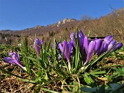 73 Crocus vernus violetti con vista in alto sui roccioni del Pralongone